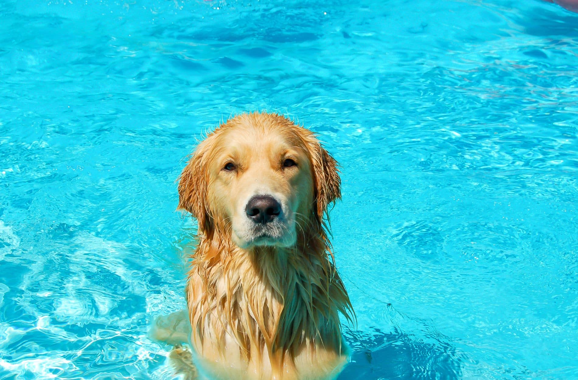 pool with pet