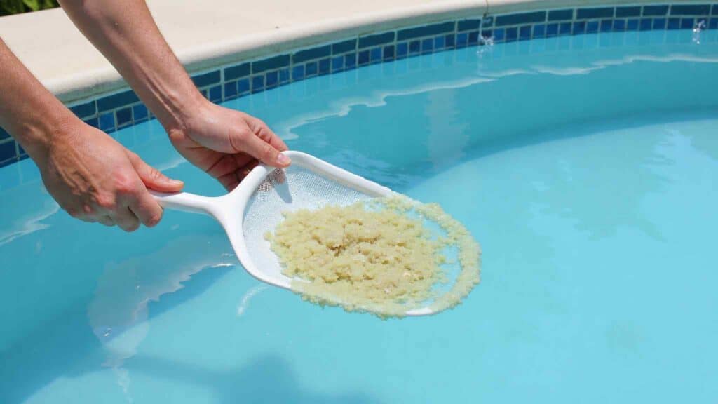 remove dead algae after treatment