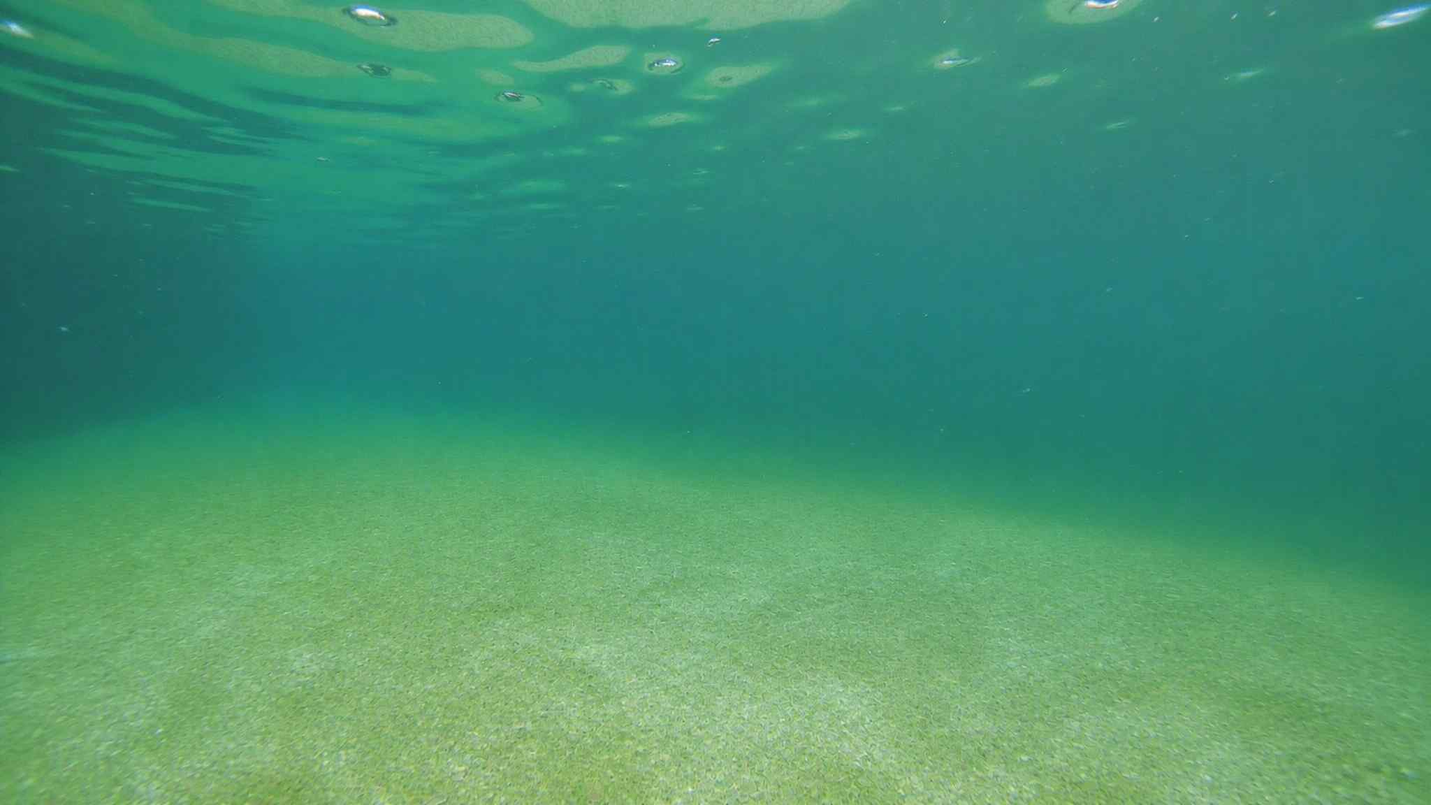 treat algae or metal stains